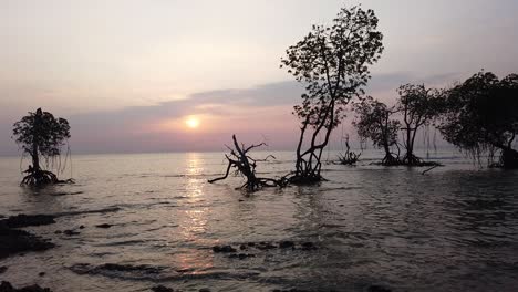 Sonnenuntergang-Mit-Mangroven-Im-Vordergrund-Und-Sanften-Wellen-In-Indien-Andamanen-Einzigartige-Tierwelt