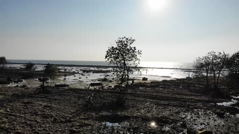 Drone-rising-over-rocky-volcanic-mangrove-beach-at-low-tide-looking-directly-into-the-sun-with-rock-pools-and-mangrove-trees
