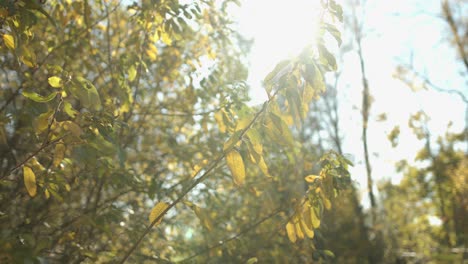 Slow-motion-shot-of-green-leaves-with-sun-flare-and-bokeh