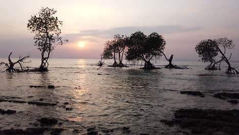 Ansicht-Von-Rechts-Nach-Links-Bei-Sonnenuntergang-Mit-Silhouettierten-Mangrovenbäumen-Und-Sanften-Wellen