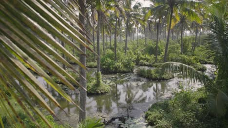 Kokosnuss-Obstgarten-In-Den-Backwaters-Von-Kerala-Im-Traditionellen-Farmformat-Mit-Überschwemmungen-Zwischen-Den-Bäumen-Mit-Palmblättern,-Die-Sich-Im-Wind-Im-Vordergrund-Bei-Nachmittagslicht-Bewegen