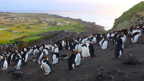Schwenken-über-Eine-Große-Makkaroni-Pinguin-Kolonie-Von-Der-Spitze-Eines-Hügels