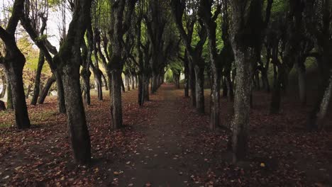 Trail-going-trough-mystical-looking-linden-tree-forest