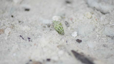 A-very-small-crab-slowly-walks-away-across-the-sand-with-a-green-tinge-to-his-shell