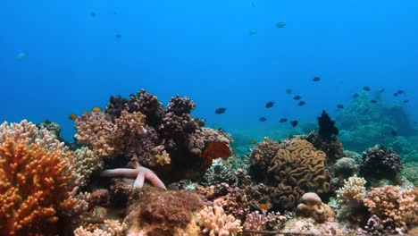 Abundante-Arrecife-De-Coral-Colorido-En-Aguas-Poco-Profundas-De-Filipinas,-Plano-Medio