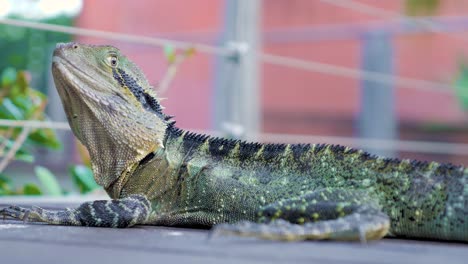 Australia-Water-dragon-,-Australia-water-lizard-in-public-park-close-up-shot-of-Australia-water-dragon