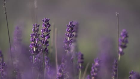 Blooming-purple-lavender-in-summer