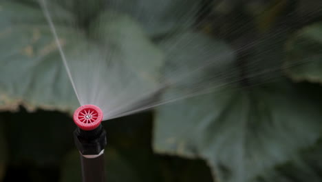Sprinkler-Spray-On-Riser-Watering-Plants-in-Garden