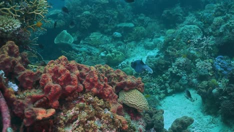 Pufferfish-swimming-through-corals-in-coral-reef,-medium-shot