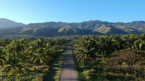 Fast-rising-drone-shot-of-a-long-driveway-towards-the-hawaiian-volcanic-mountains-with-blue-sky-in-the-distance,-afternoon-sun-and-established-coconut-palms-around