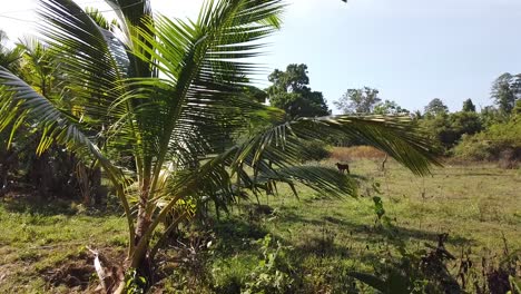 Vorbei-An-Einer-Ziege-Auf-Einem-Feld-Oder-Einem-Jungen-Kalb-Auf-Den-Andamanen-In-Indien-Während-Der-Mittagssonne-Mit-Palmen-Und-Trockenem-Gras