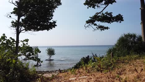 View-from-tree-canopy-down-to-natural-beach-with-mangroves-and-forest-and-white-sand-in-the-andaman-islands-walking-along-the-path-onto-the-beach