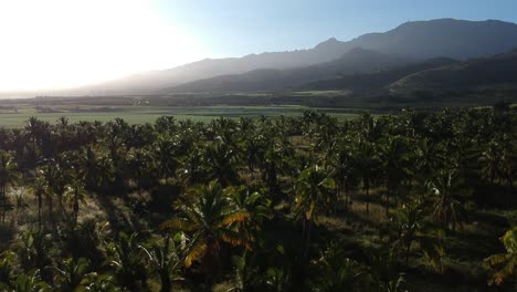 Eine-Aufsteigende-Drohne-Schoss-In-Den-Linseneffekt-Der-Nachmittagssonne-über-Einer-Kokosnussbaum-Ranch-Und-Den-Vulkanischen-Bergketten-Von-Hawaii-Im-Hintergrund