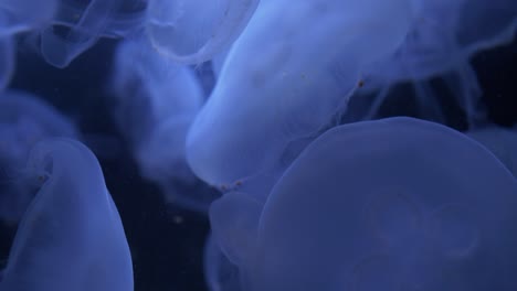 Close-up-of-floating-jellyfish-moving-downwards-in-a-swimming-motion-with-a-dark-background-and-blue-lighting