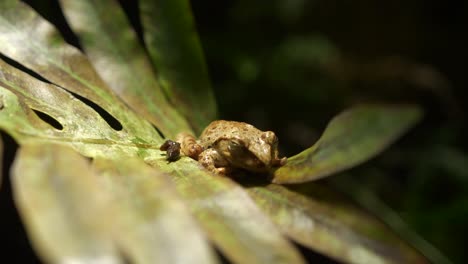 Hand-held-shot-of-a-sleeping-tree-frog-on-a-large-leaf-in-the-rainforest-4k