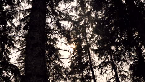 Sonne-Scheint-Durch-Dunklen-Wald