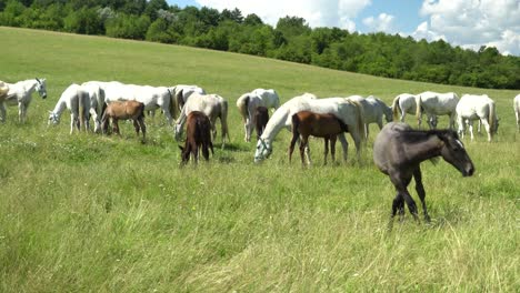 Lipizzan-horses-graze-on-a-green-meadow