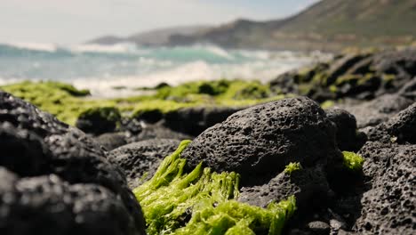 Bright-green-algae-sea-weed-sea-grass-growing-on-black-porous-volcanic-rocks-on-the-coast-of-Hawaii-in-the-bight-sun-with-waves-of-the-pacific-rolling-behind