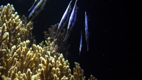 Shoal-of-long-exotic-fish-feeding-on-coral-with-their-tail-fins-pointing-upwards
