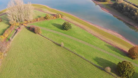 Forward-sweep-drone-4k-over-fields-reservoir-and-livestock-with-birds-flying,-Kent-UK