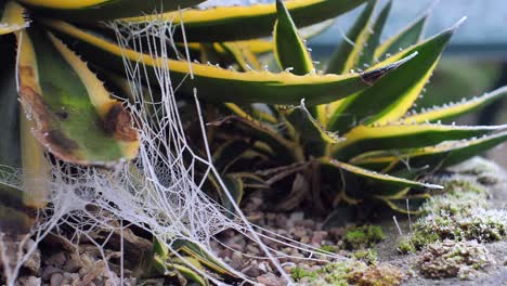 A-spider-web-hanging-from-a-desert-plant-is-heavy-with-ice-crystals-and-sways-in-a-breeze-in-the-morning-light