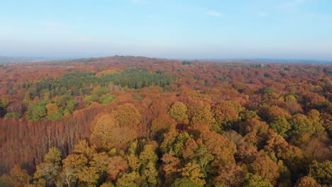 Forward-sweep-drone-aerial-autumnal-fall-forest-woods-and-blue-skies