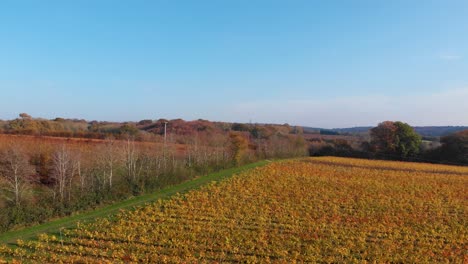 Backwards-movement-drone-aerial-of-viticulture-after-the-harvest-vineyards-kent-lamberhurst-4k