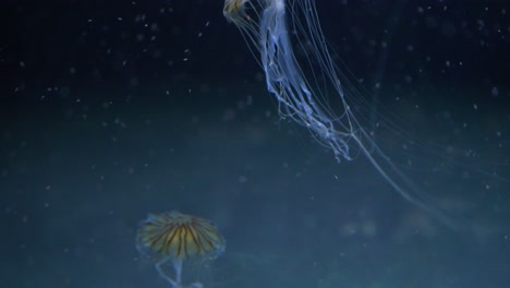 Medusas-De-Ortiga-Marina-Japonesa-Nadando-A-Través-Del-Plancton