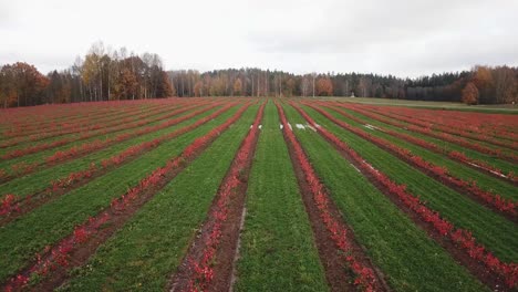 Field-with-rows-of-new-chokeberry-aronia-growth-in-autumn