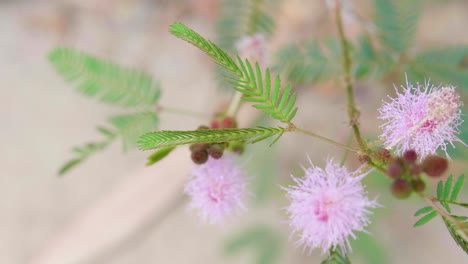 A-close-up-stablised-of-a-finger-touching-the-leaves-of-a-flowering-mimosa-pudica-in-india