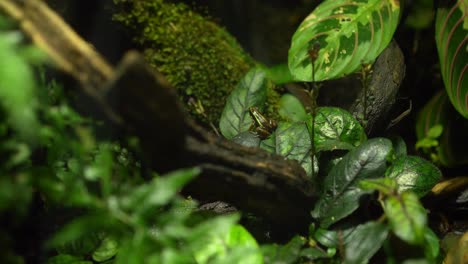 View-through-the-leaves-of-a-small-tree-frog-in-the-jungle-perched-on-a-leave---4k