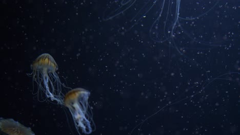 Japanische-Seenesselqualle,-Die-Durch-Plankton-Schwimmt