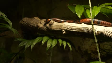 Honduran-snake-moving-along-a-branch