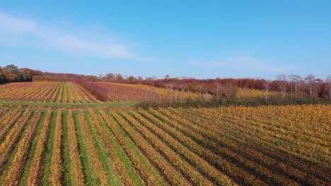 Descending-aerial-drone-4k-vineyard-in-england-kent-south-east-after-harvest-in-the-autumn