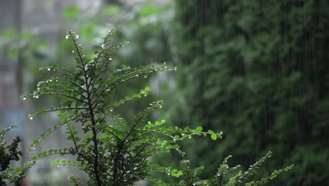 Regentropfen-Auf-Einer-Grünen-Pflanze-Im-Sommerregen