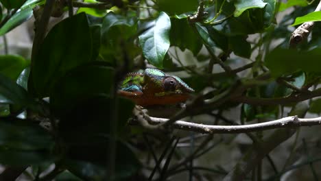 Chameleon-climbing-along-a-branch-in-the-jungle-with-many-colours-on-his-skin-4k