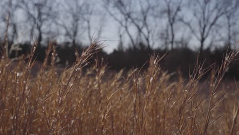 Tall-grass-Blowing-in-the-wind