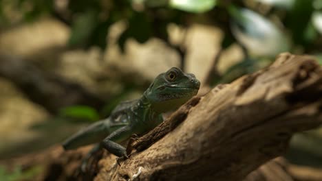 Reptile-resting-and-looking-around-on-a-tree-branch-with-foliage-background