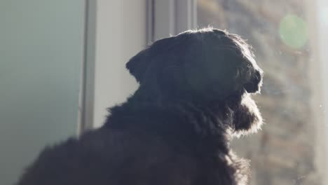Cachorro-Shitzu-Negro-Mirando-Afuera-Con-Destello-De-Lente
