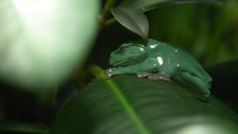 Sleepy-White's-Tree-Frog---Australian