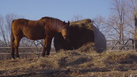 Horse-eats-hay-from-a-round-bale
