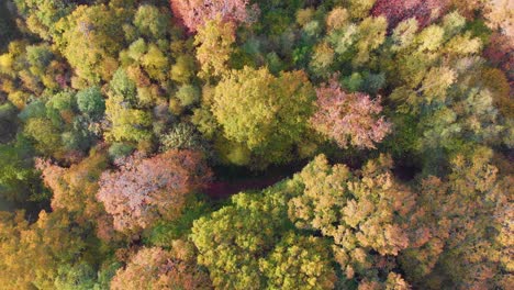 Rotating-circular-drone-of-fall-autumn-colour-color-trees-forest-woods-red-pathway