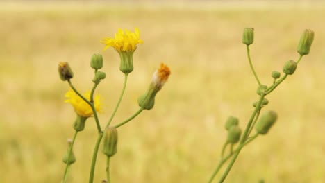 Eine-Schöne-Gelbe-Blume-In-Einer-Leichten-Brise-In-Nahaufnahme-Mit-Verschwommenem-Wiesenhintergrund