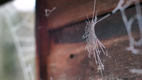 Close-up-of-a-spider-web-covered-in-frost-hanging-next-to-a-garden-shed-on-a-winter-morning