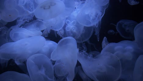 Elegant-swimming-motion-of-many-possibly-hundreds-of-translucent-jellyfish---4k-in-blue-lighting