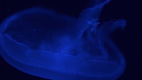 4k-Close-up-detail-of-jellyfish-swimming-downwards-with-a-dark-background-and-blue-lighting