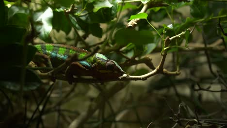 Brightly-colored-coloured-chameleon-carefully-moving-along-a-branch-with-active-eye-movement-surrounded-by-foliage-and-low-lighting-4k-tripod