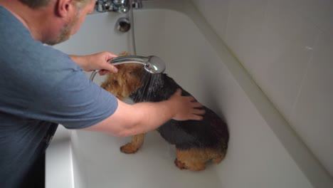 Dog-wash-in-bath-soaking-fur-all-over-male-hands-massaging-water-into-sad-sitting-dog