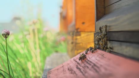 4k-hand-held-shot-of-bees-leaving-and-arriving-at-their-hive-in-summer-light-outside