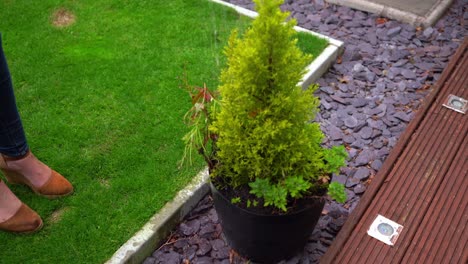 Watering-a-fir-tree-in-the-garden-with-a-watering-shower